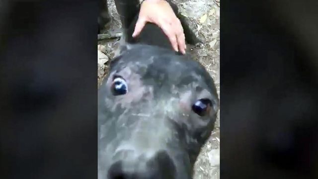 RAW: Adorable rescue dog kiss