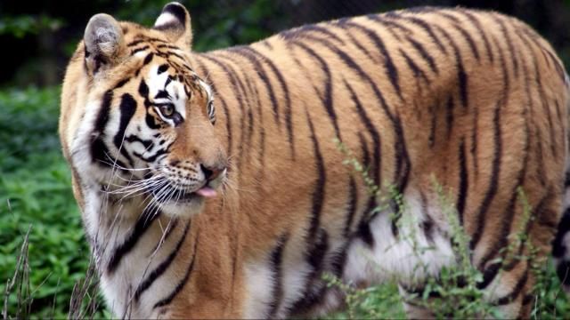Kaela the tiger