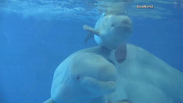 RAW: Mom and baby beluga swim