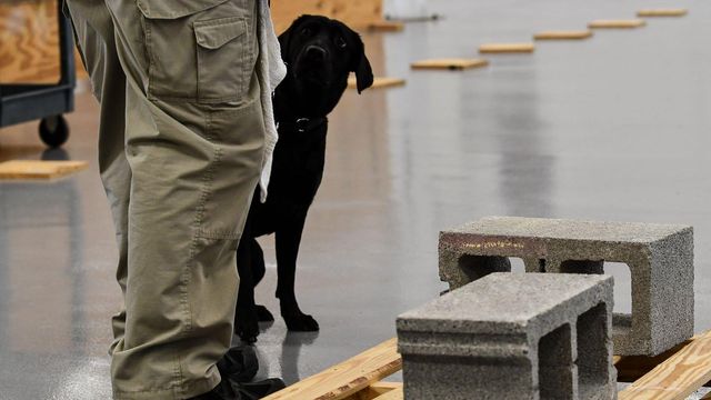 The tale of the bomb-sniffing CIA dog that wasn't interested