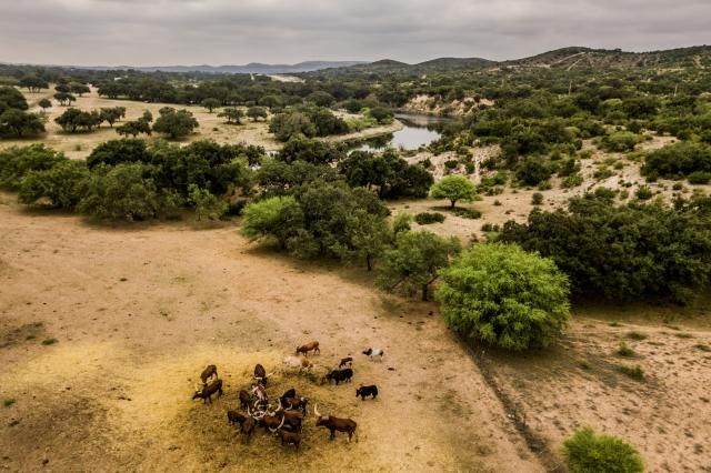 Ox Ransch In hunt for exotic, Texas ranch balances sport, conservation :: WRAL.com