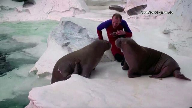 Debut day: Meet SeaWorld Orlando's two newest walruses