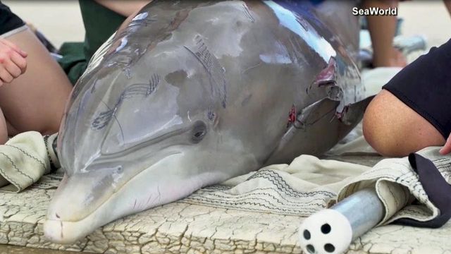 Crews rescue dolphin attacked by shark