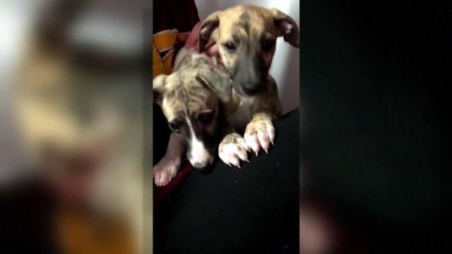 Delta dogs: Puppies misplaced on cross-country flight