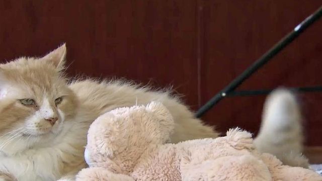 ‘A very sweet cat:’ Toby fits right in with Raleigh family
