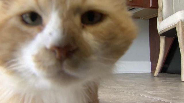 Outtakes: Toby the cat doesn't want to be on camera