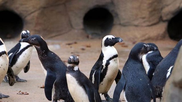 Penguins strut with attitude down aquarium hallway
