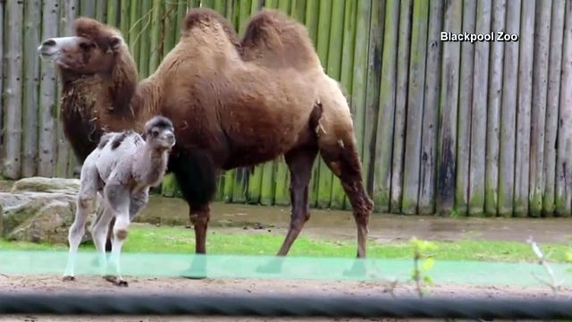 RAW: Camel born on same day as Prince Louis shares name