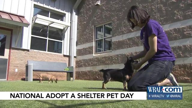 'Save a life' on National Adopt a Shelter Pet Day