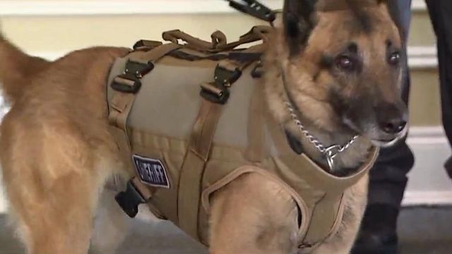 Morrisville police dog gets new bulletproof vest