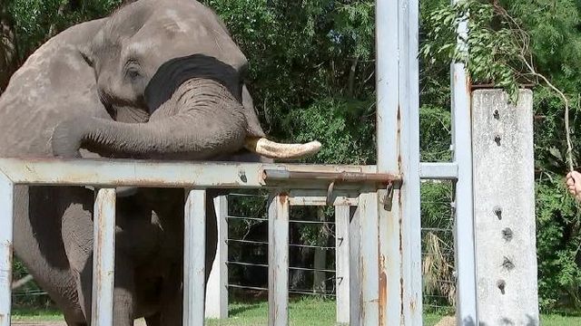 Elephant escapes enclosure at Florida zoo