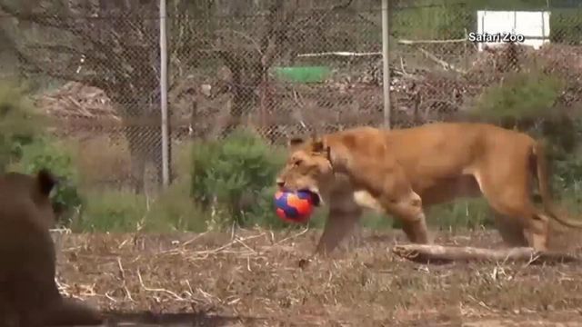 Lions mark World Cup with a game of their own