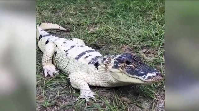 Rare white alligator stolen from reality TV stars