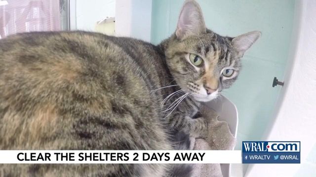 Shelters discount fees to find homes for felines