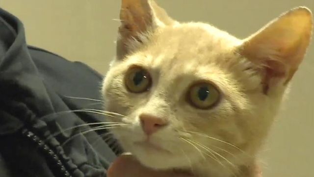 ‘Best day ever:’ More than 1,000 animals find homes during Clear the Shelters