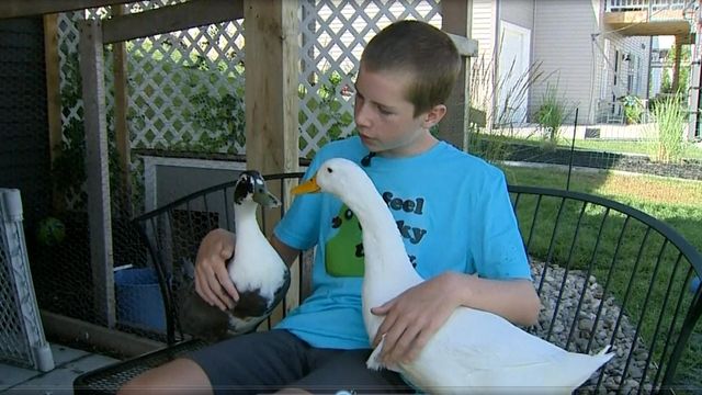 Despite protest, city allows boy with autism to keep therapy ducks