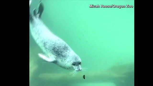 Seal befriends butterfly at zoo