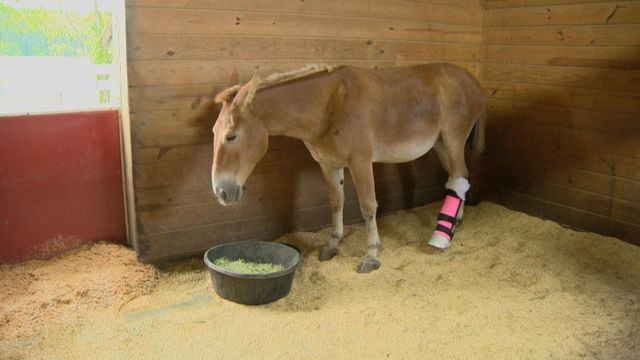 Disabled donkey gets special cast