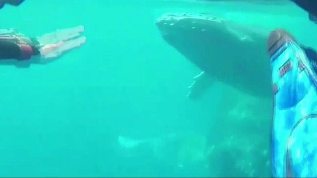 Humpback whale takes swipes at over-eager watchers
