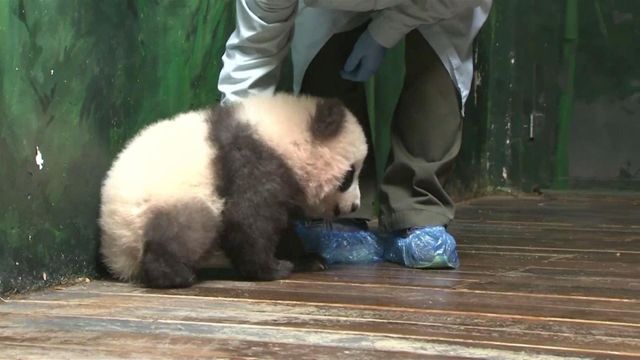 Smile! Wobbly panda cubs learn to walk