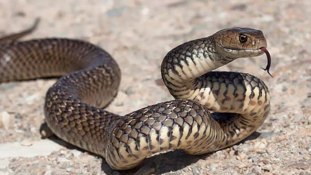Australian zoo will let you name a snake after your ex