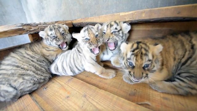 This Adorable Newborn White Bengal Tiger Is the First to Be Born in  Nicaragua