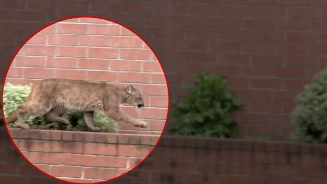No typical Monday: CA mountain lion visits mall, Macy's