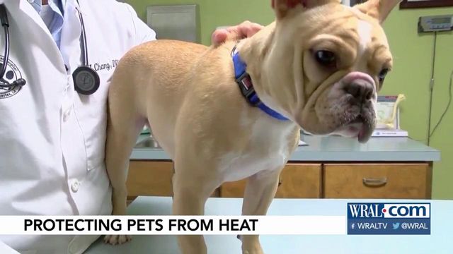 Know the signs of heatstroke in pets