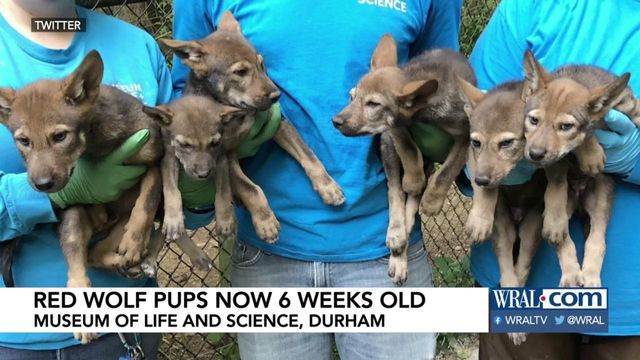Red wolves testing food, play at Durham museum