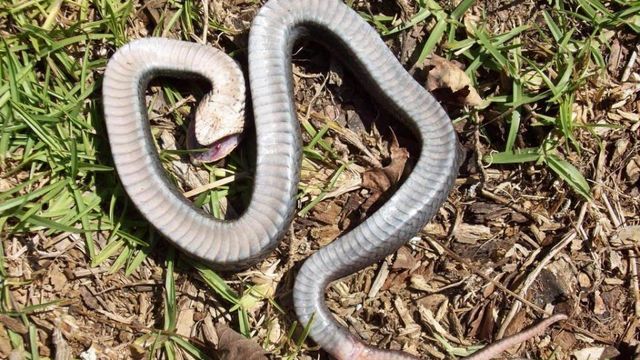 Experts: 'Zombie snake' doesn't want to attack you