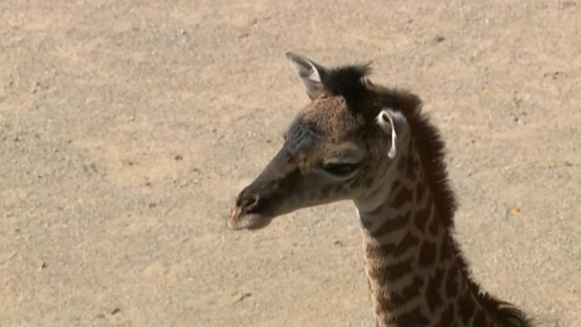 Baby makes debut on World Giraffe Day