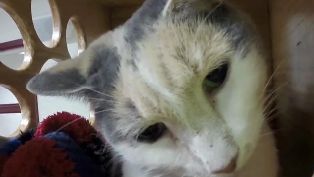 SPCA overflowing with kittens, seeking people to adopt