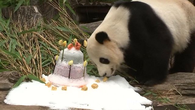 Berlin panda celebrates 9th birthday
