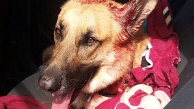 Good Samaritans stop to care for wounded dog