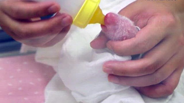 Cute alert: Giant panda gives birth to twins