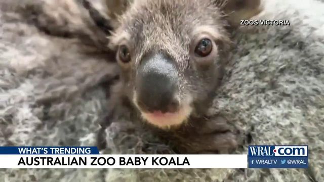 Especially curious koala cub born at Aussie zoo