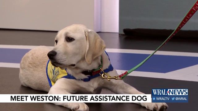 Meet Weston: Future assistance dog