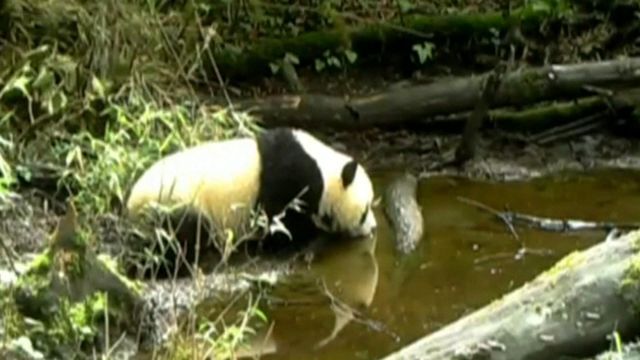 In the wild: Mama, baby panda play in the water