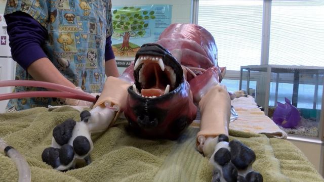 'SynDaver' dog offers hands-on veterinary training