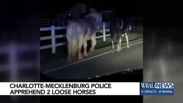 Dashcam video: Charlotte-Mecklenburg officer 'horses' around