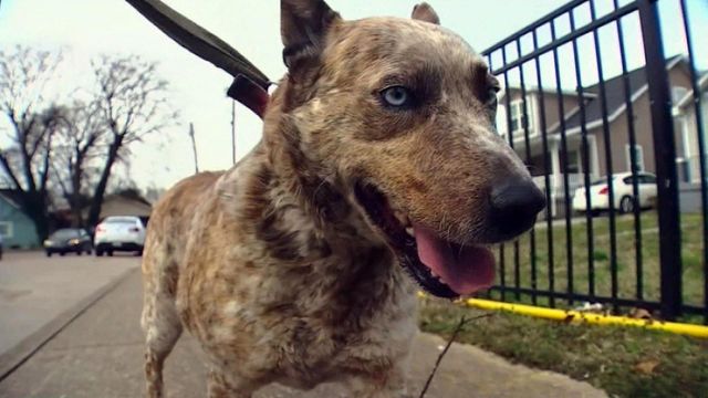 Happy reunion: Tornado dog comes home