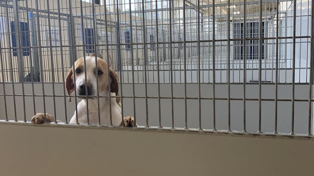 'No choice' for many North Carolina animal shelters