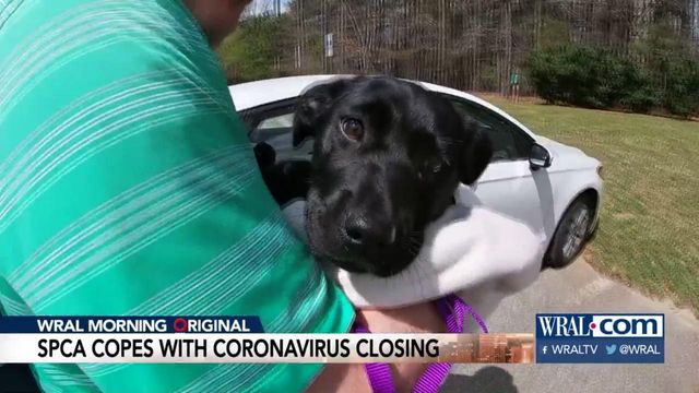 SPCA closes its doors but keeps adoptions going