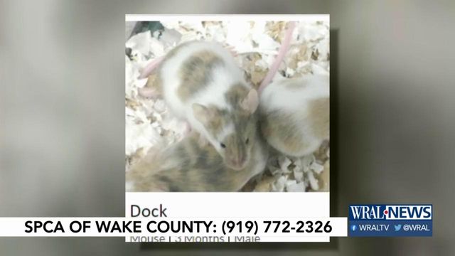 Pet of the Day: March 26