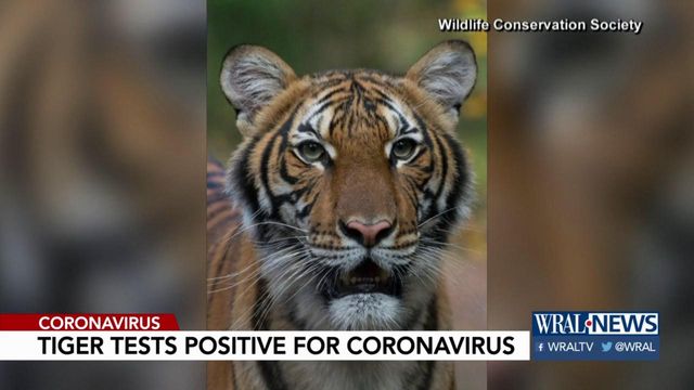 Tiger tests positive for coronavirus