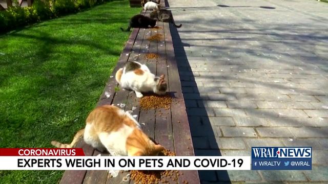 Two cats in New York test positive for coronavirus