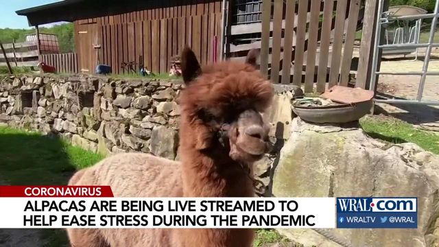 Online alpacas help coronavirus stress