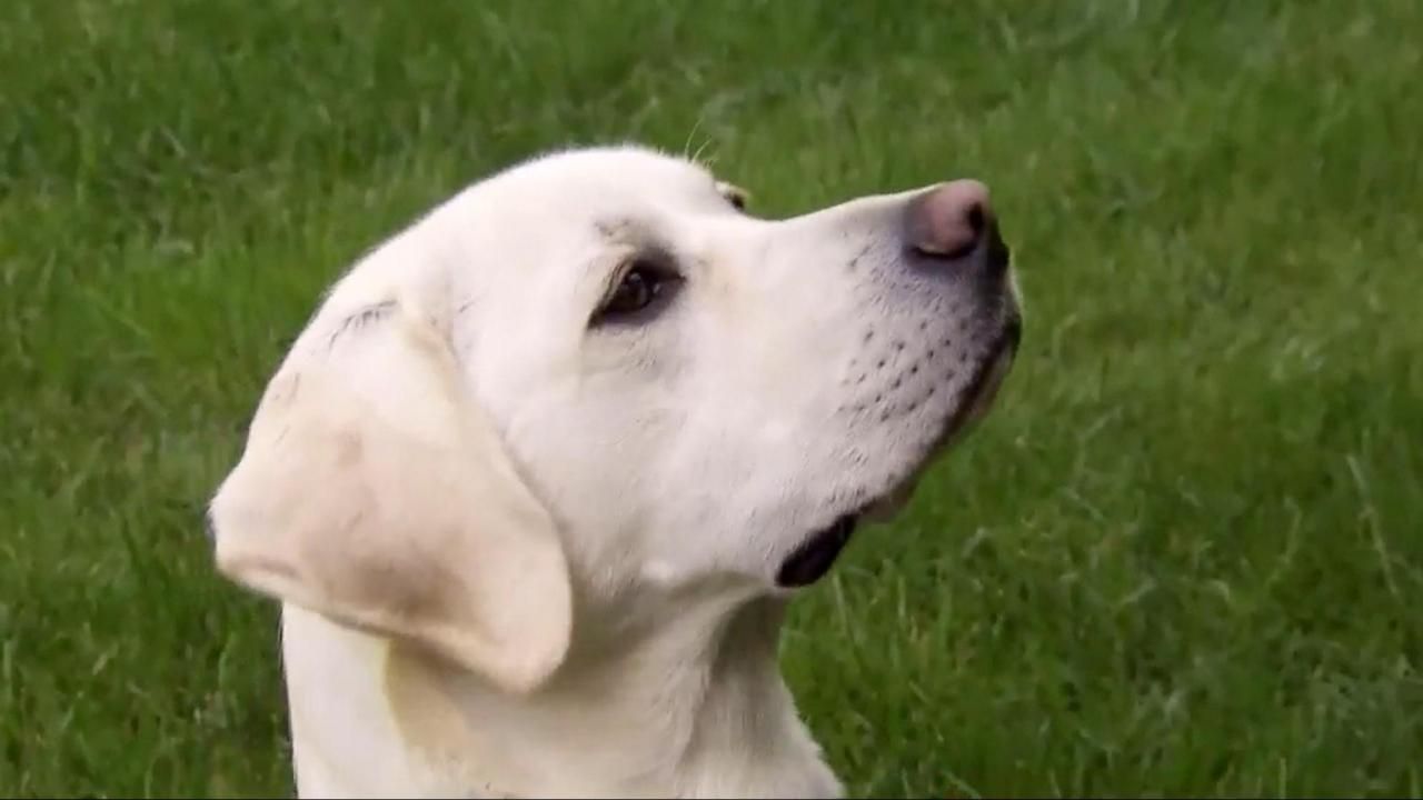 Trupanion's 2022 top 10 list for dog breeds and dog names