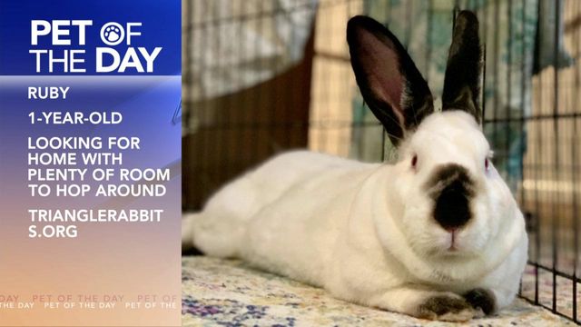 Pet of the Day: May 2