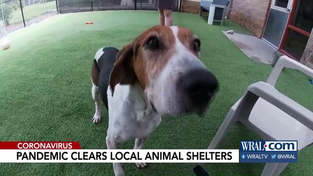 Pandemic clears local animal shelters